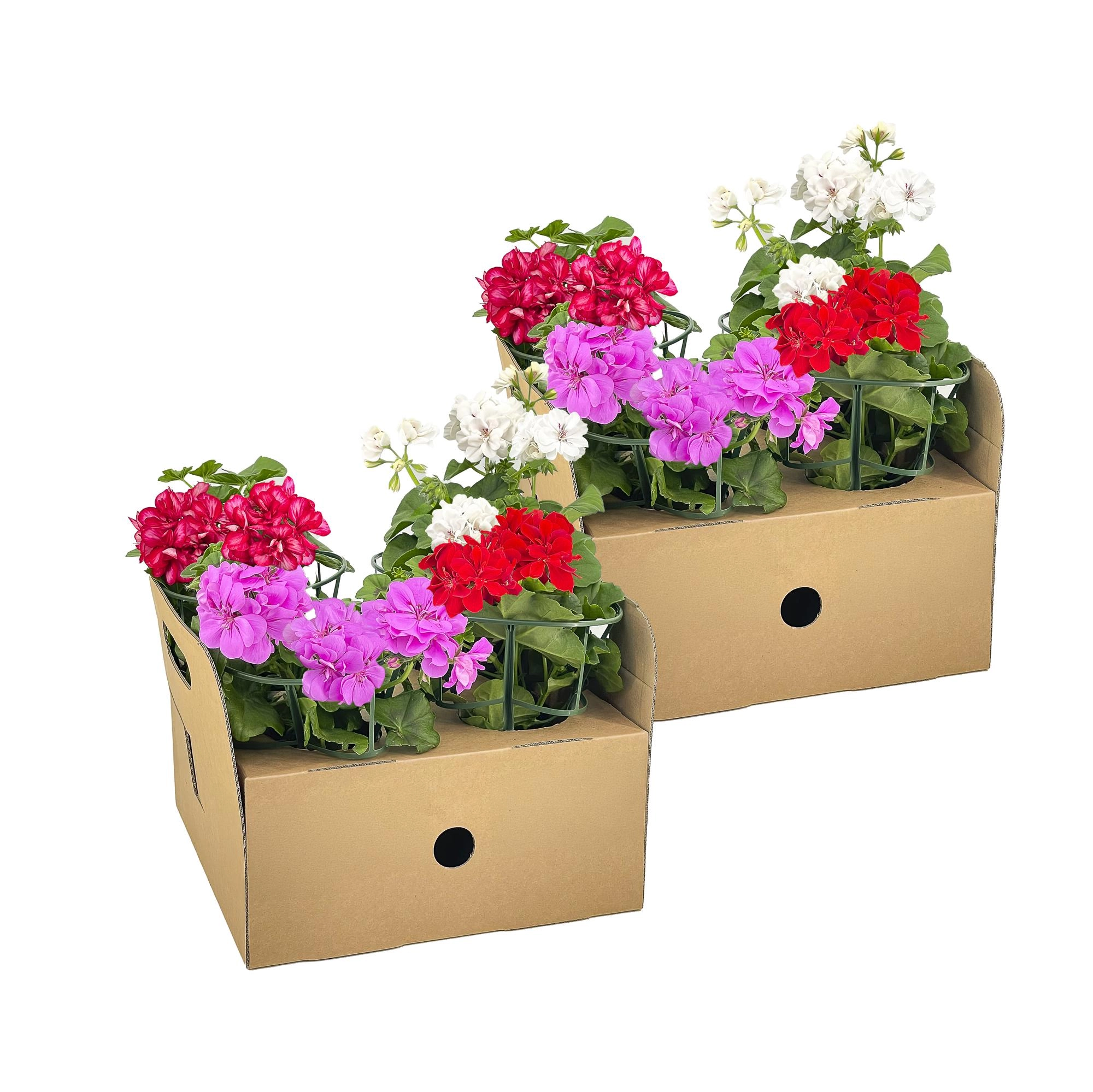 Pelargonium peltatum Mix (Rot, Weiß, Mexica Ruby, Violett) – 8er Set