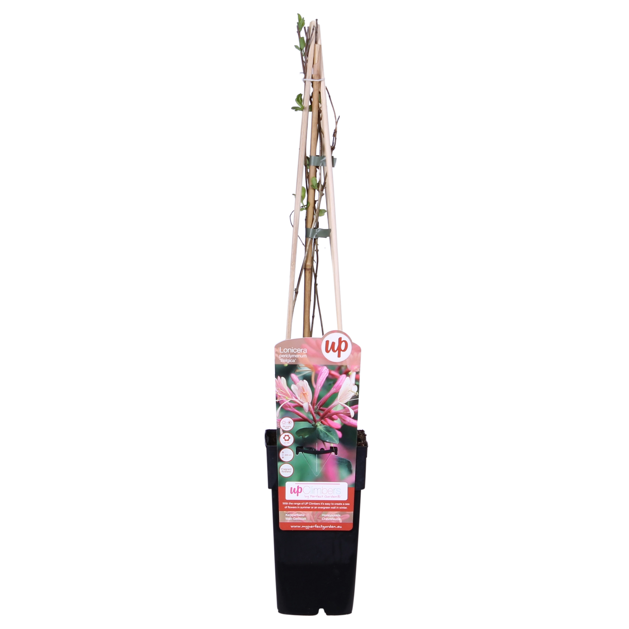 4x - Lonicera periclymenum Belgica - ↨65cm - Ø15 Bild 2