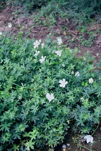 Geranium sanguineum 'Album'