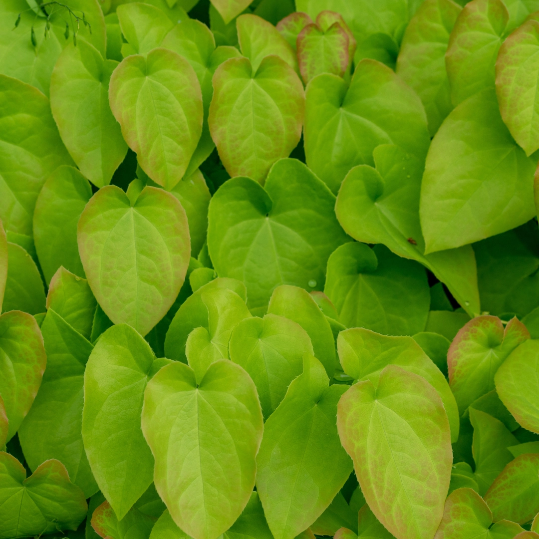 Epimedium rubrum