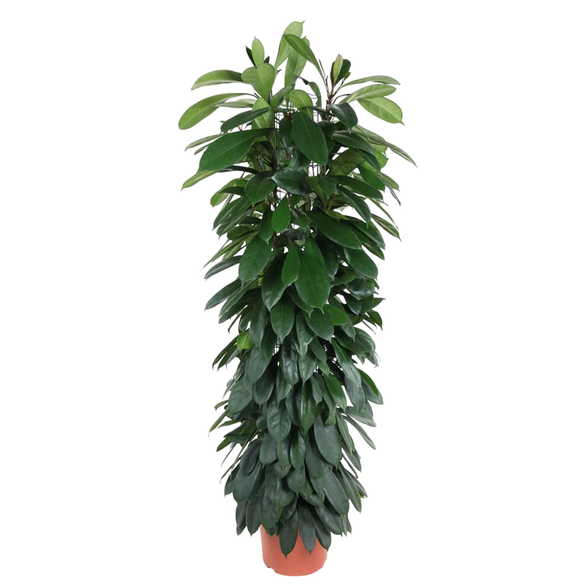 Ficus Cyatistipula – Schöne Zimmerpflanze für dein Zuhause