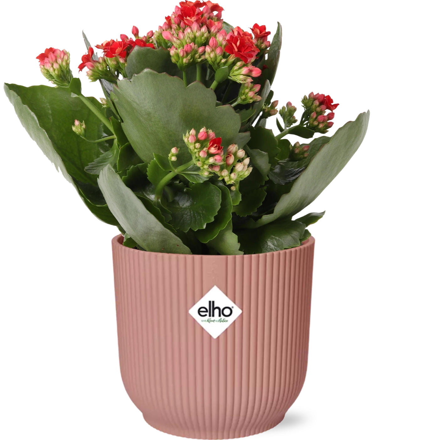 Kalanchoe Rosalina Don Justino