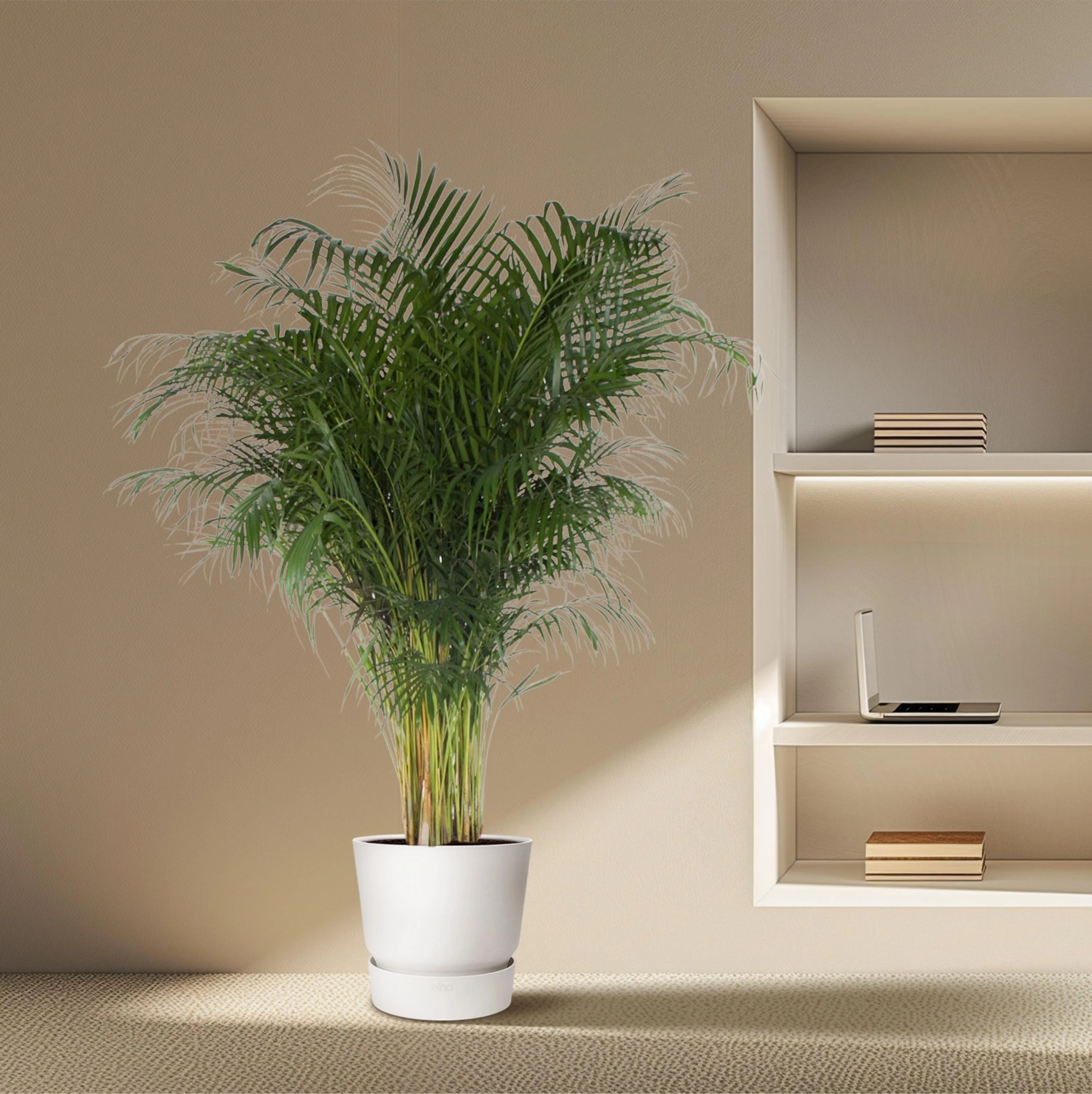 Dypsis Lutescens - 200 cm - ø34 Bild 4