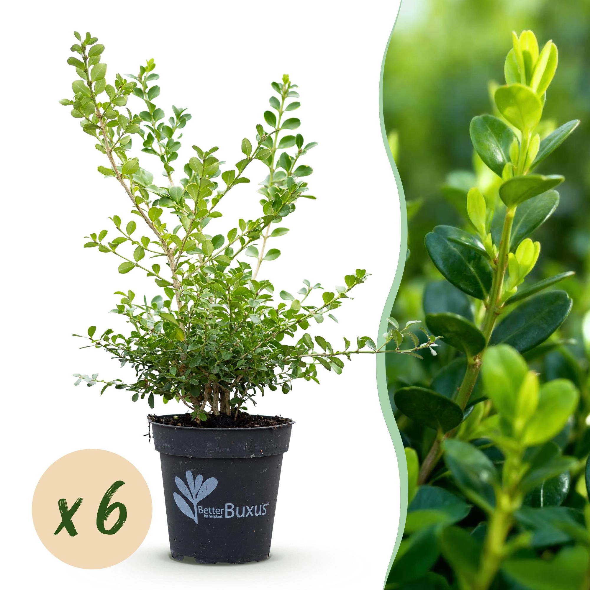 BetterBuxus