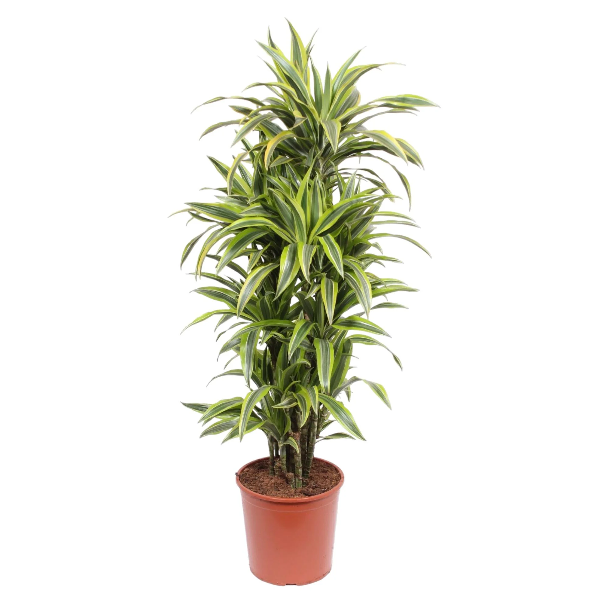 Dracaena Lemon Lime – Pflegeleichte Zimmerpflanze