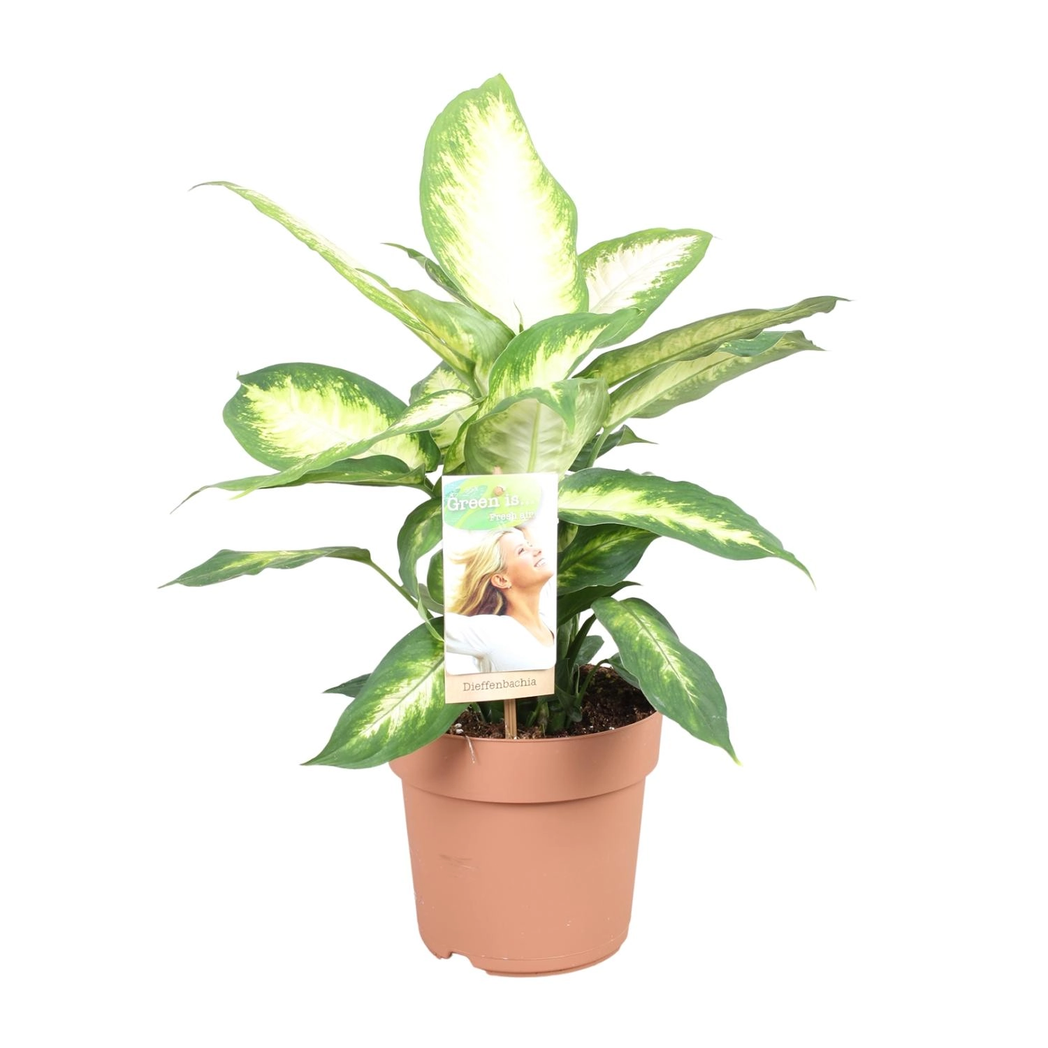 Dieffenbachia – Pflegeleichte Zimmerpflanze
