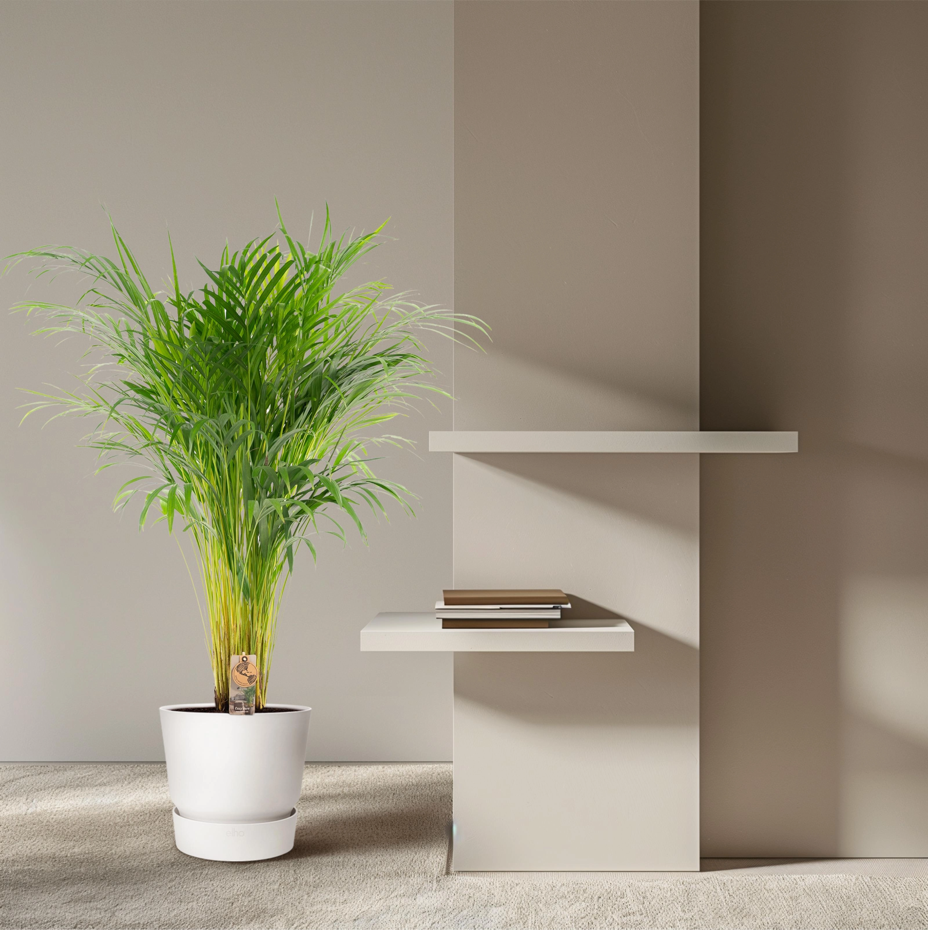Areca-Palme – 110 cm Bild 12