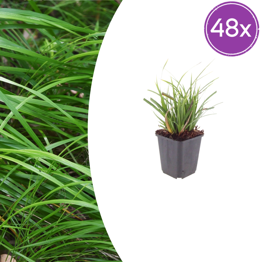 Carex morrowii - Japan-Segge