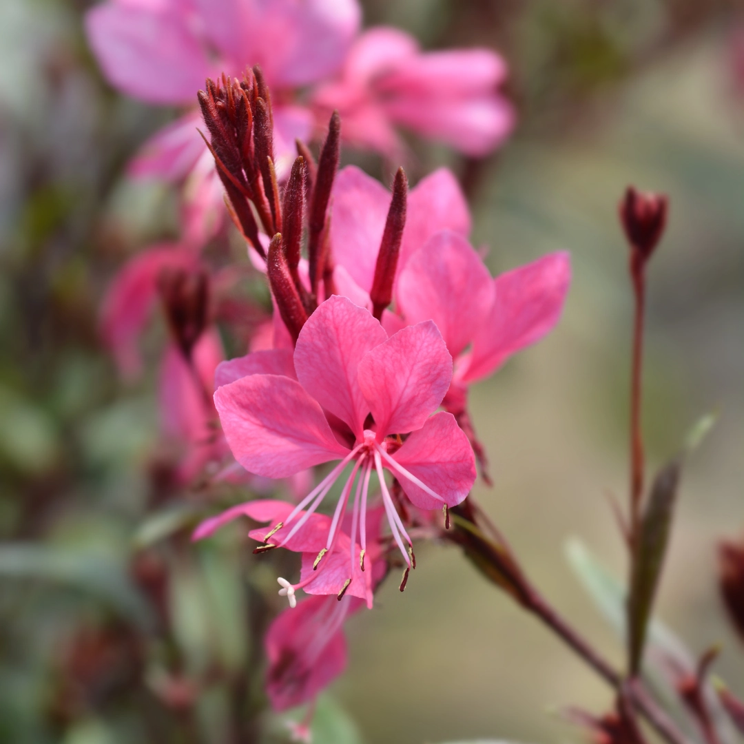 Gaura lindheimeri ‘Siskiyou Pink’