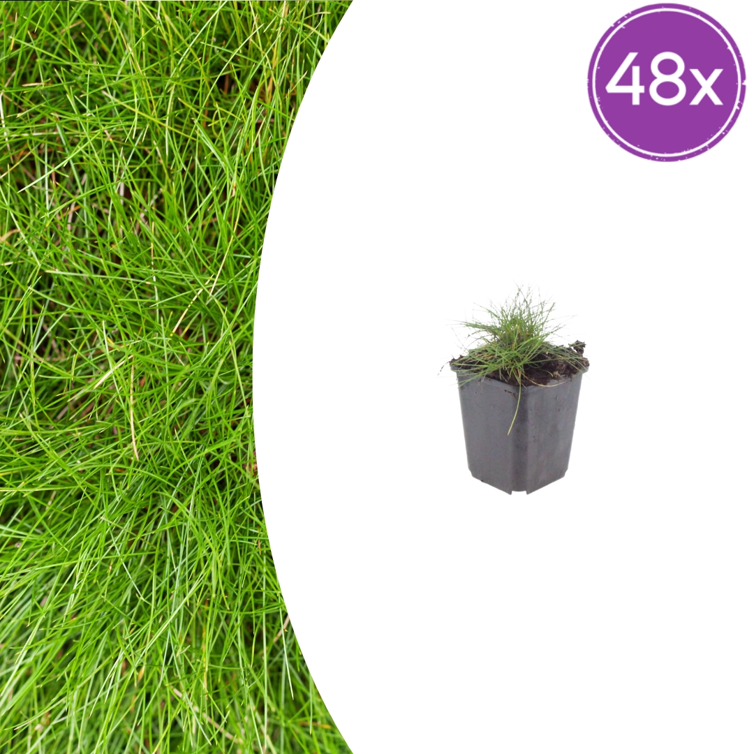 Festuca gautieri - Zier-Schwingel