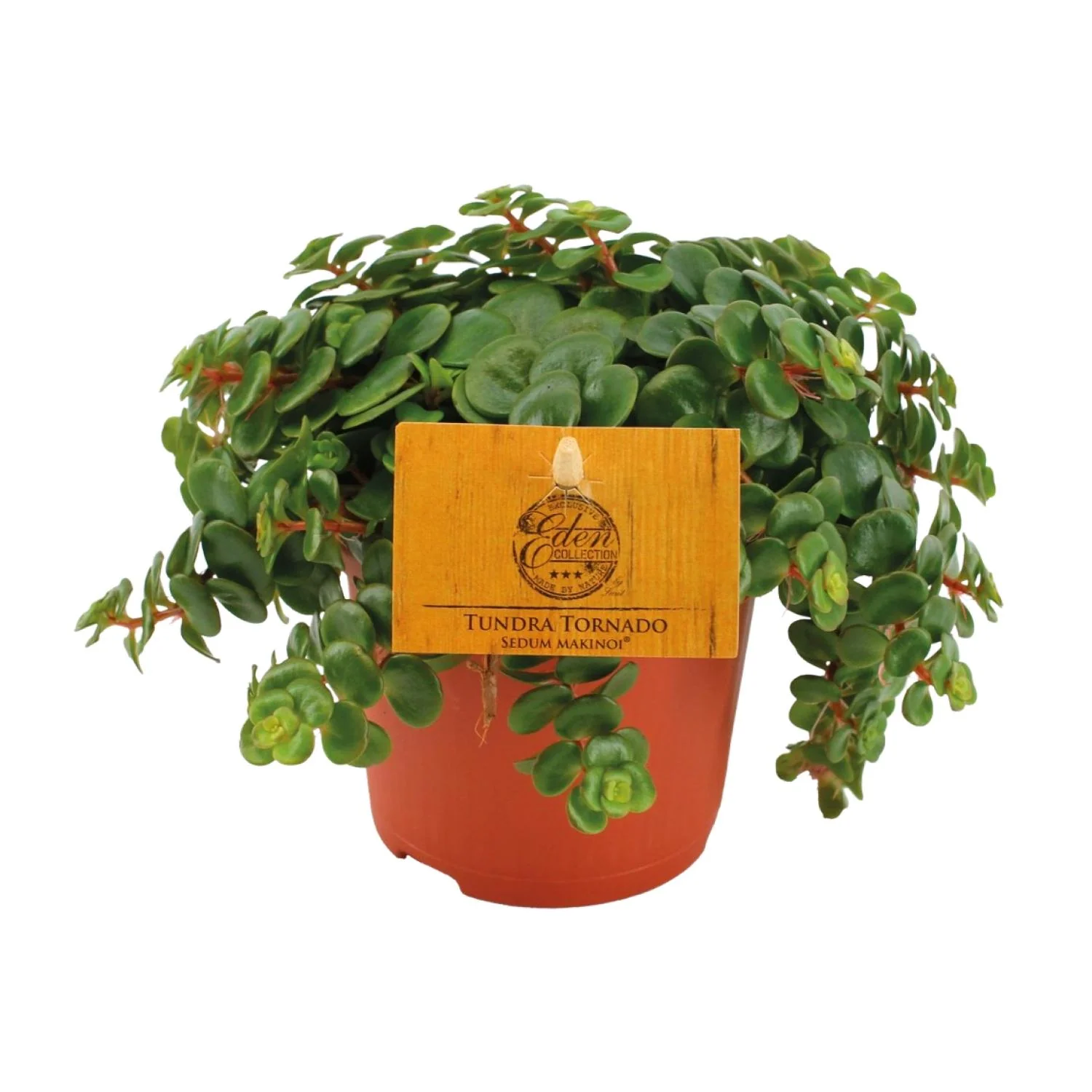 Sedum Tornado – Fetthenne für dein Zuhause