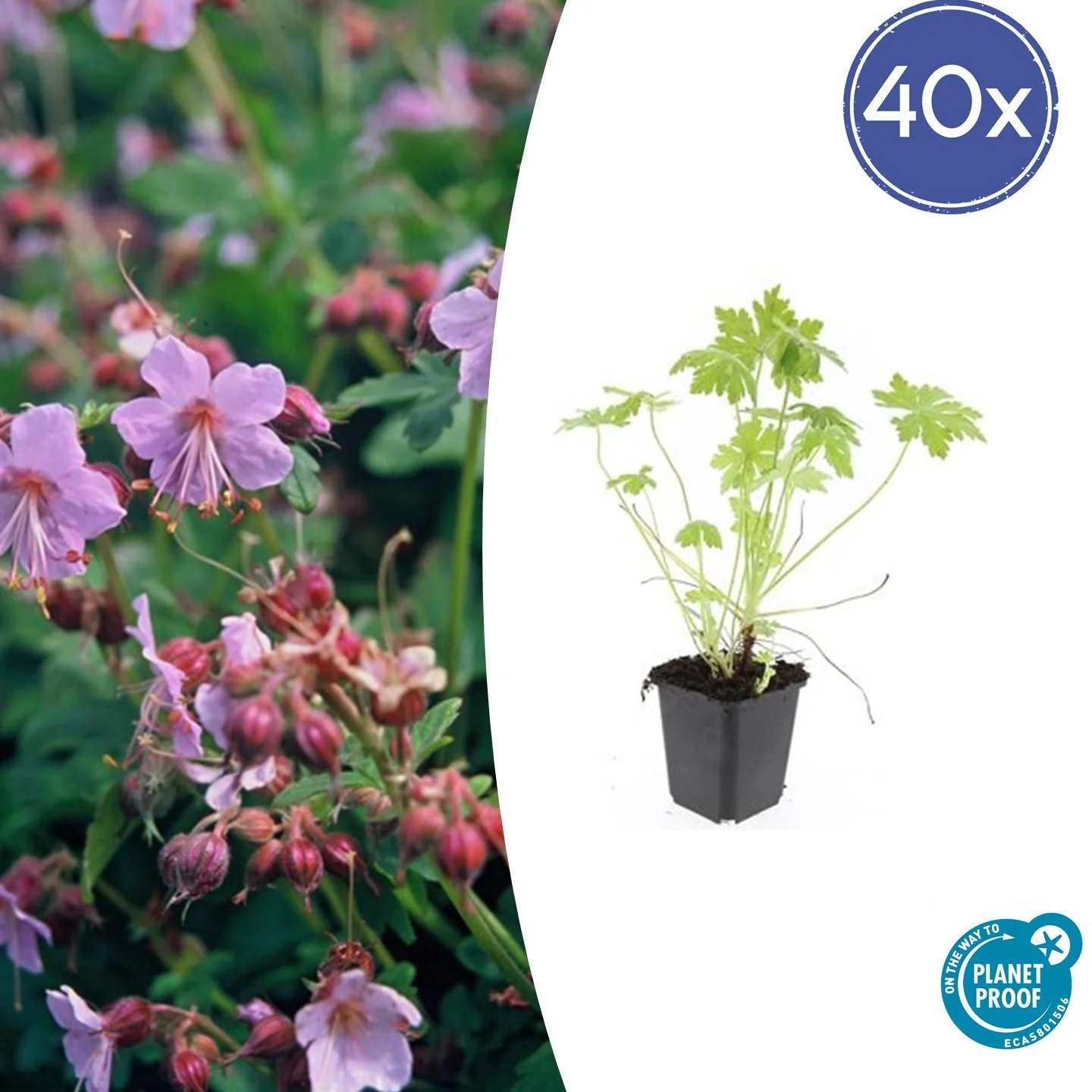 Geranium macrorrhizum - Robuster Bodendecker