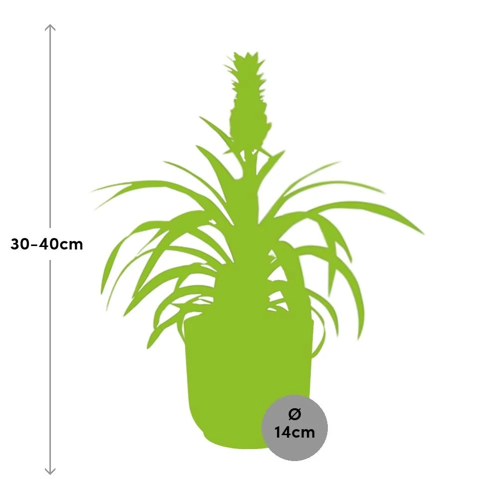 Ananas-Pflanze | Ananas comosus