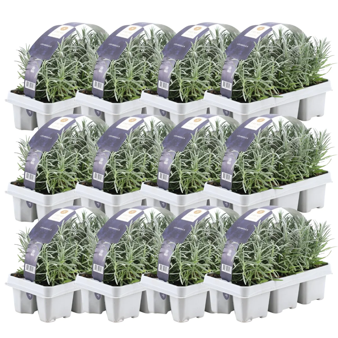 Echter Lavendel (Lavendel angustifolia)