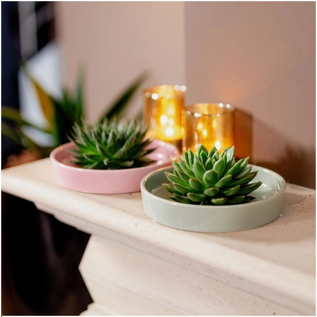 ROOTLESS Echeveria Pulidonis in Keramikschale Bild 10