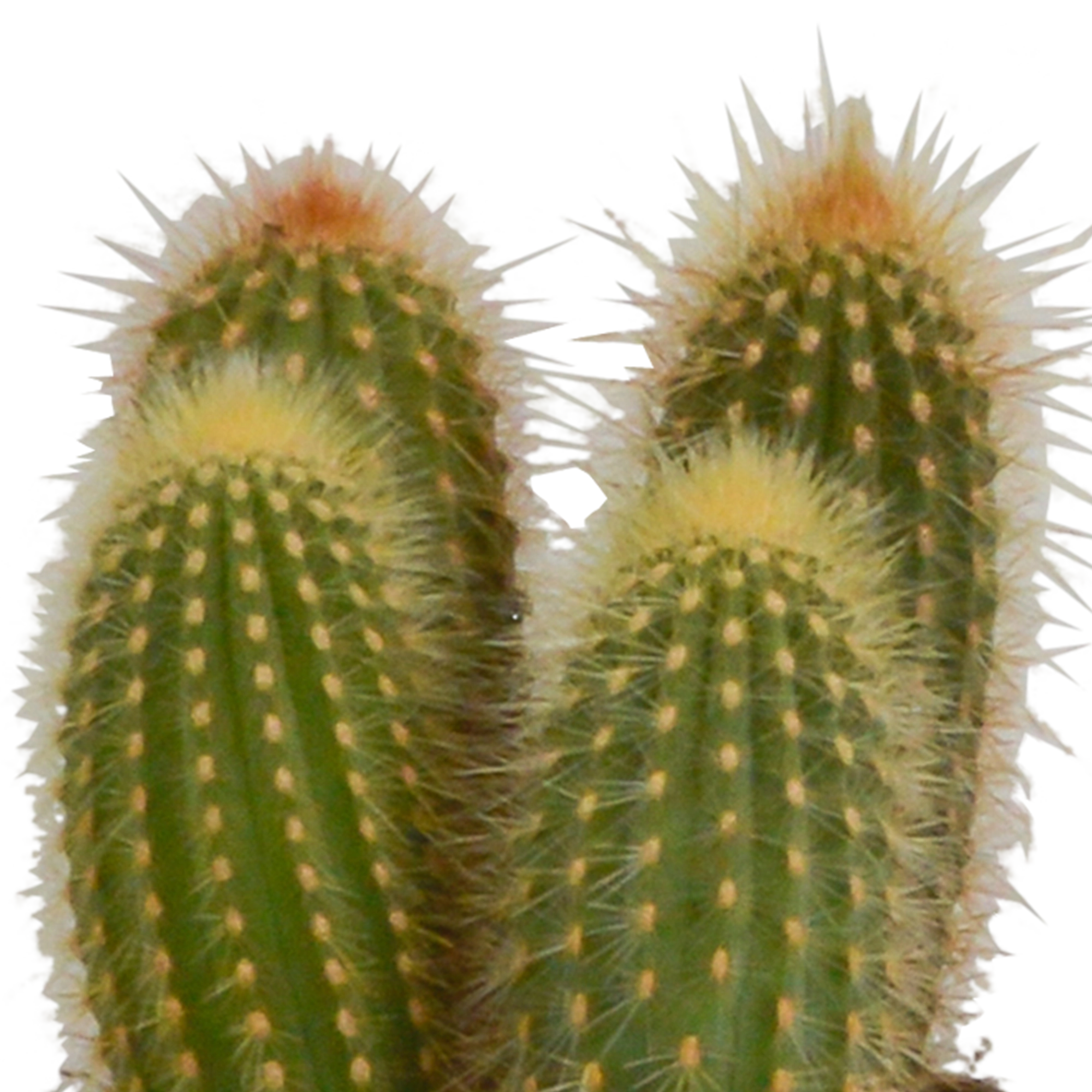 Cereus-Mischung 10,5 cm - 3x - in witte pot Bild 4