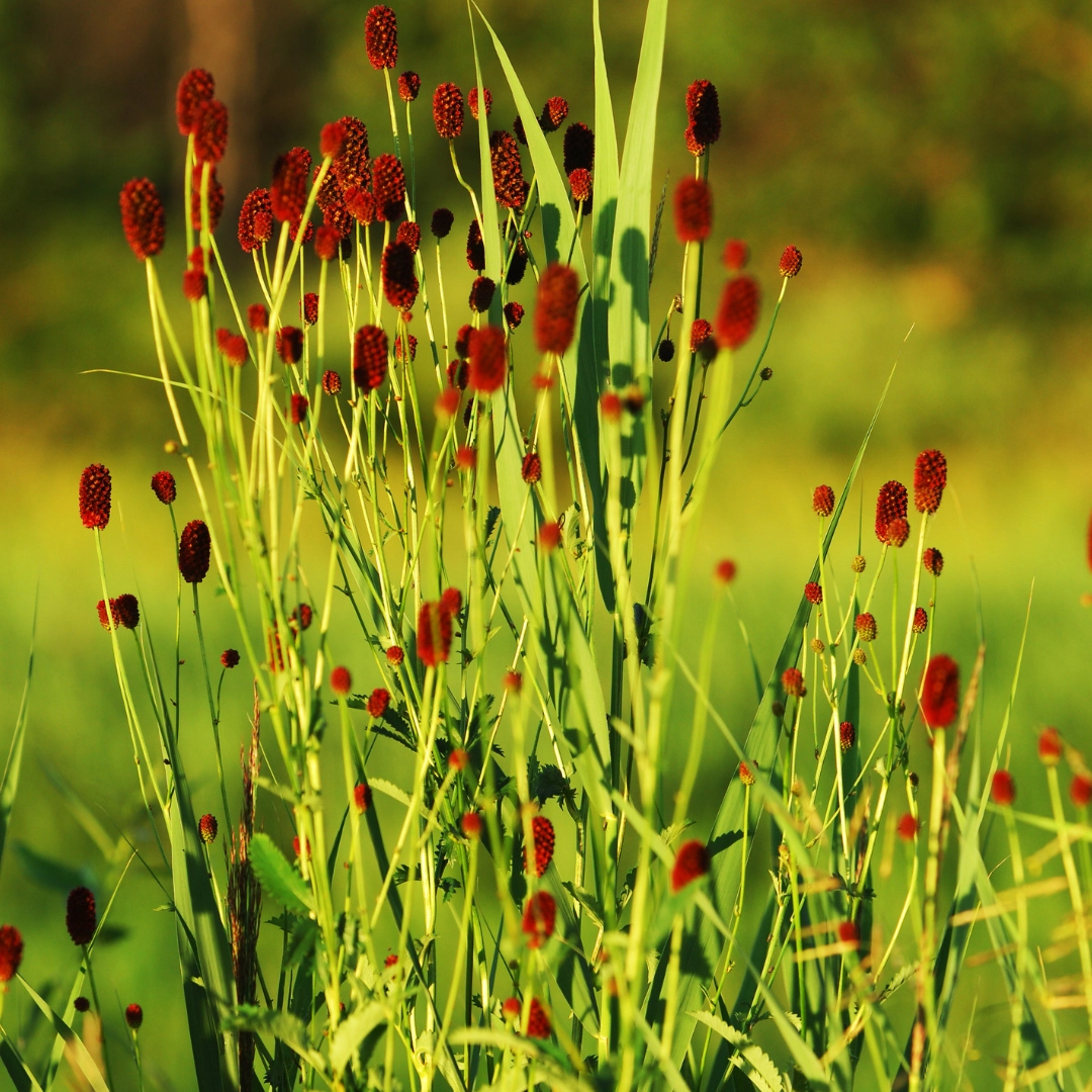 Sanguisorba officinalis ‘Tanna’