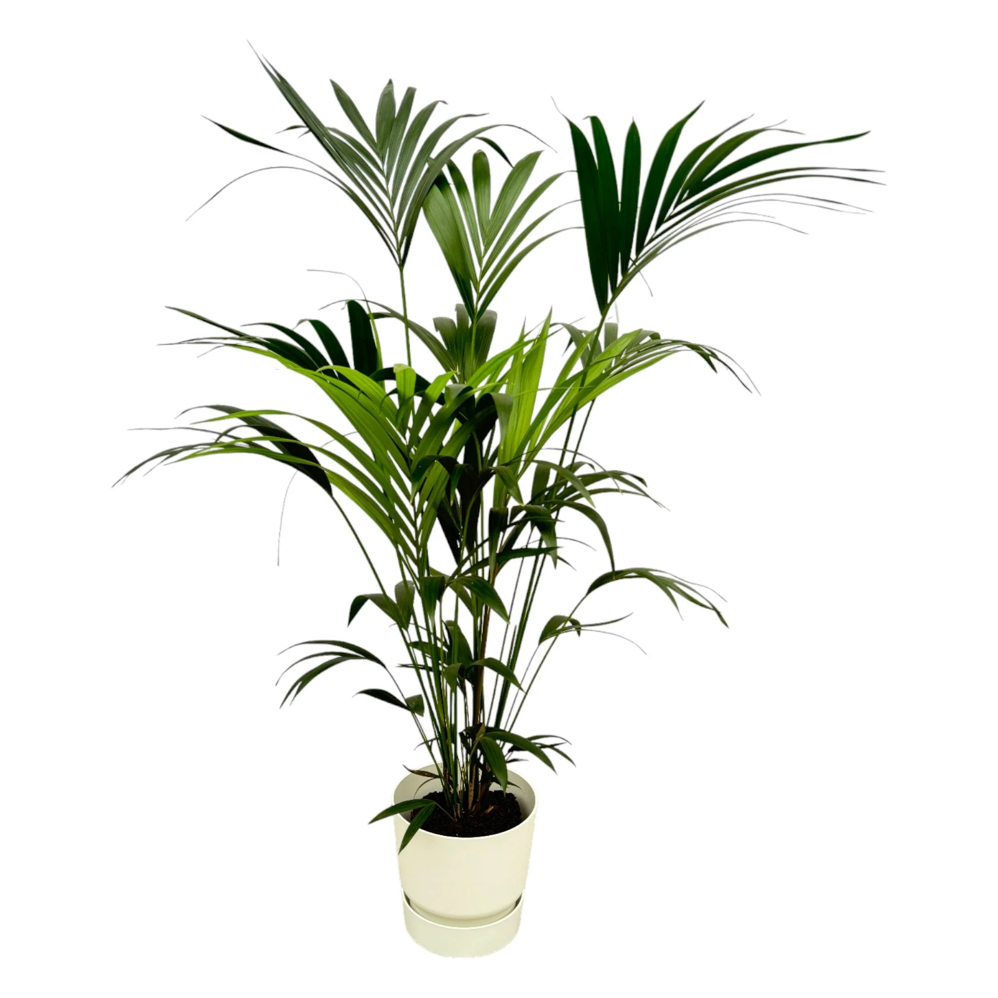 Kentia-Palme – Elegante Zimmerpflanze