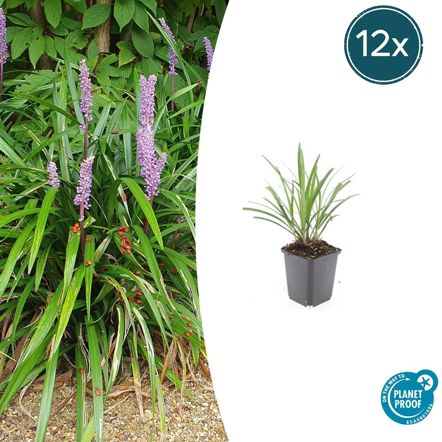 Liriope muscari 'Ingwersen'