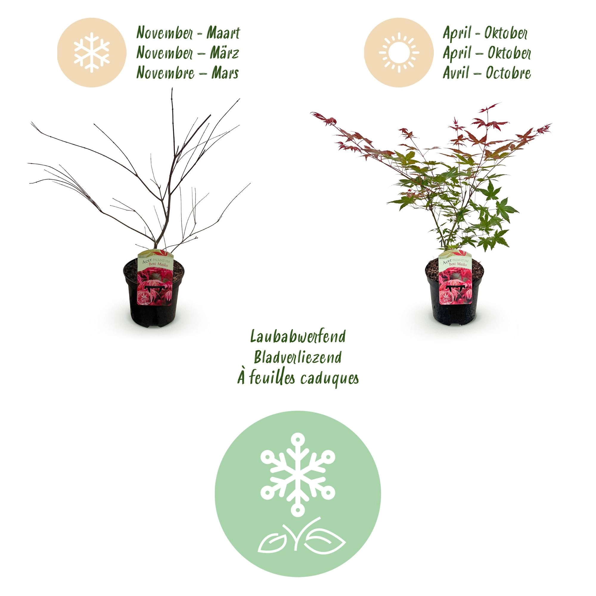 Balkonpflanze - Japanischer Ahorn - Acer palmatum Beni Maiko - Rot - 2 Pflanzen - Laubabwerfend - Topf 19cm Höhe 70cm