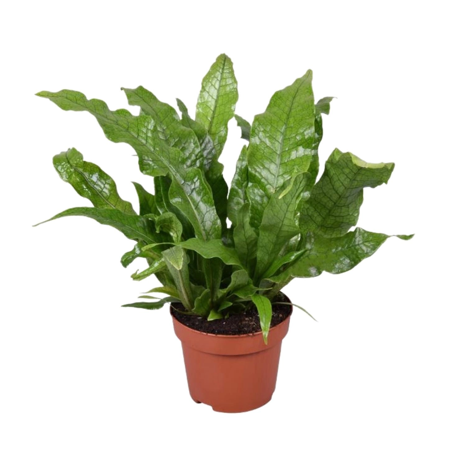 Kletternder Vogelnestfarn (Microsorum) – 12 cm