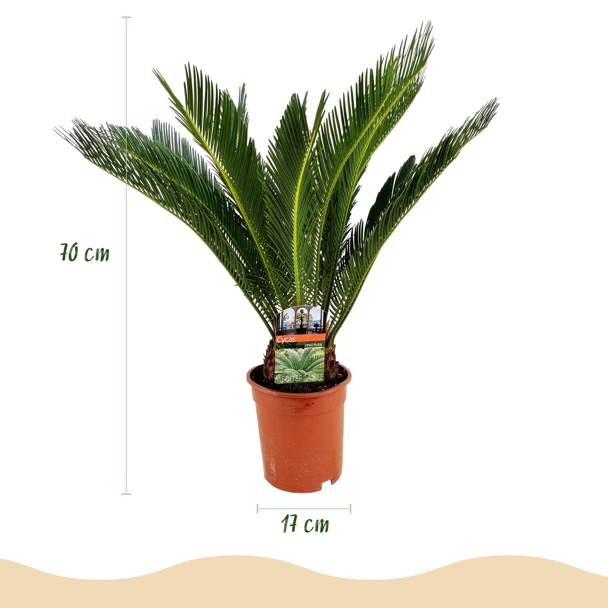 Cycas Revoluta (Sago-Palme)