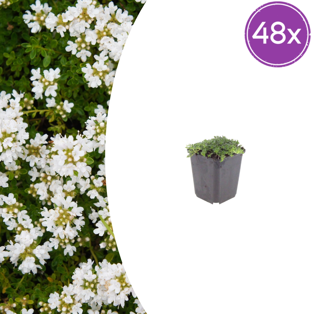 Thymus praecox ‘Albiflorus’