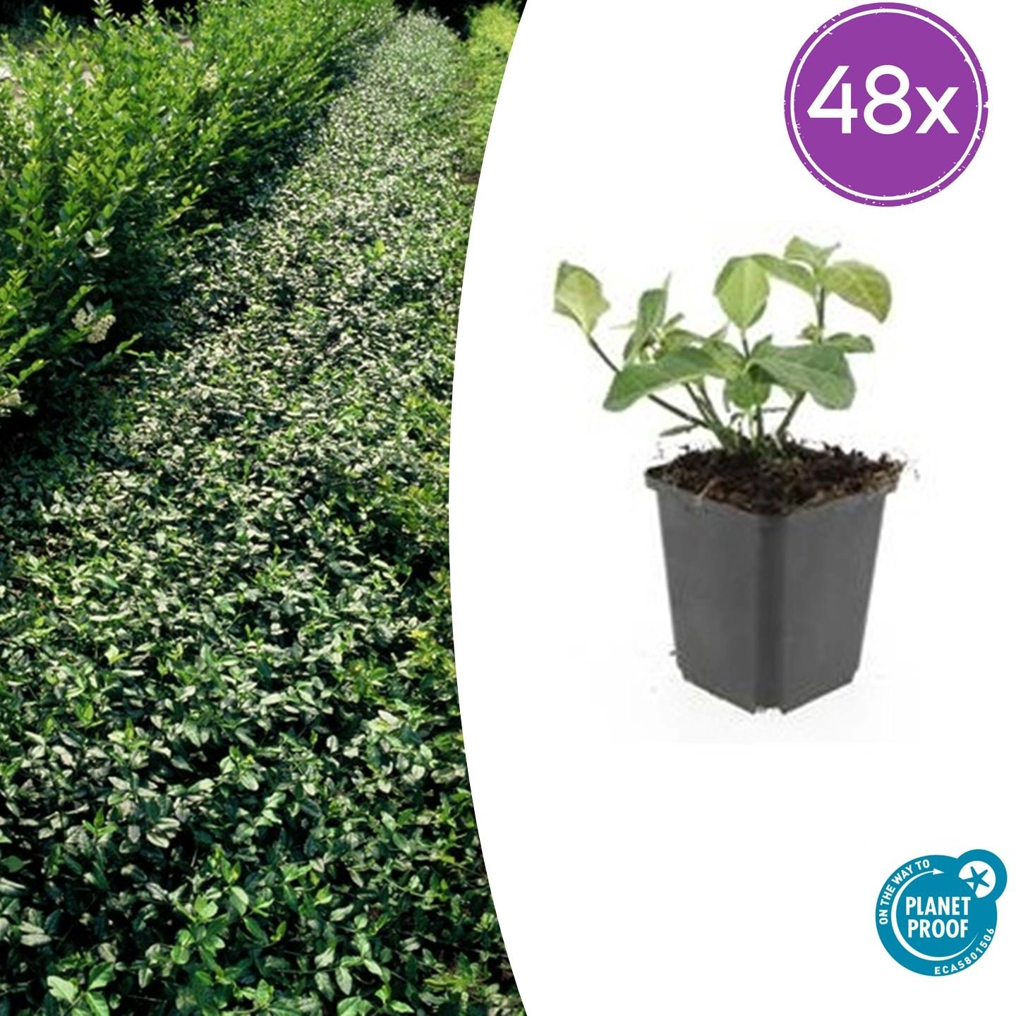 Euonymus fortunei 'Dart's Blanket'