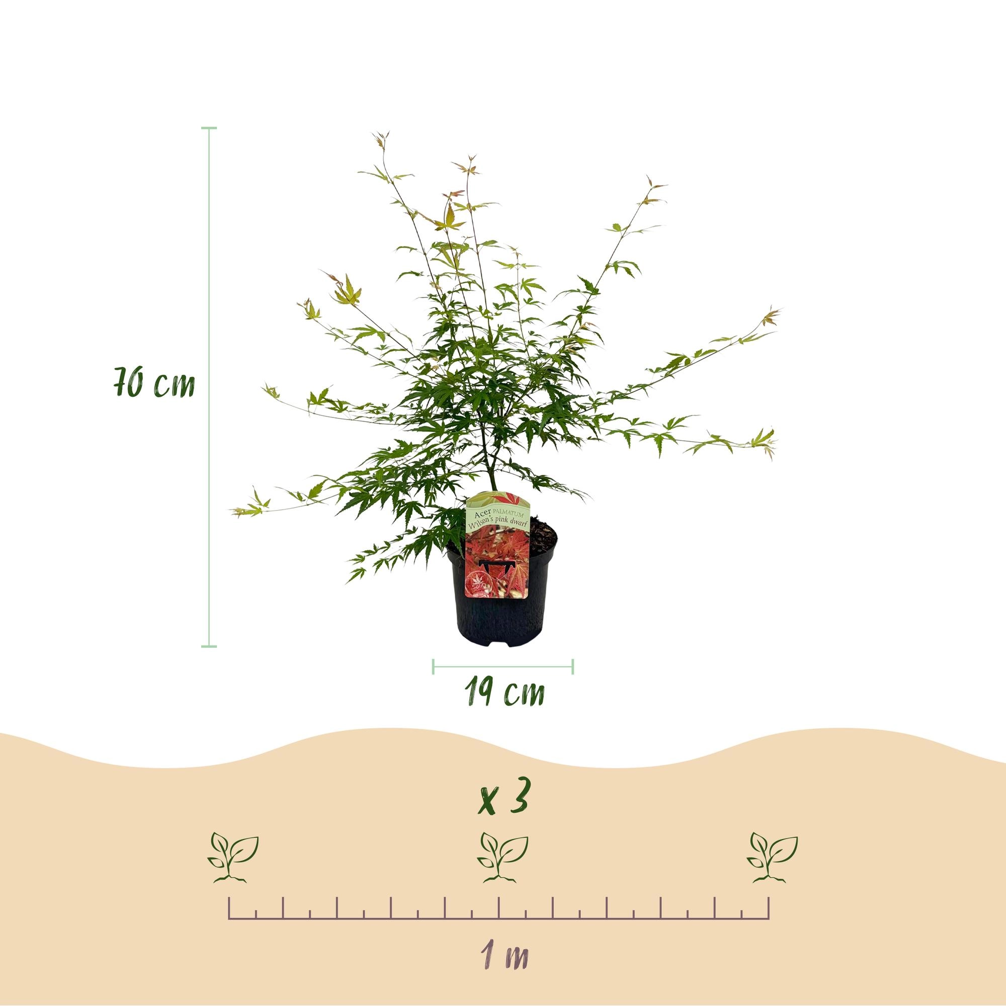 Balkonpflanze - Japanischer Ahorn - Acer palmatum Pink Dwarf - Rosa - 1 Pflanze - Laubabwerfend - Topf 19cm Höhe 70cm