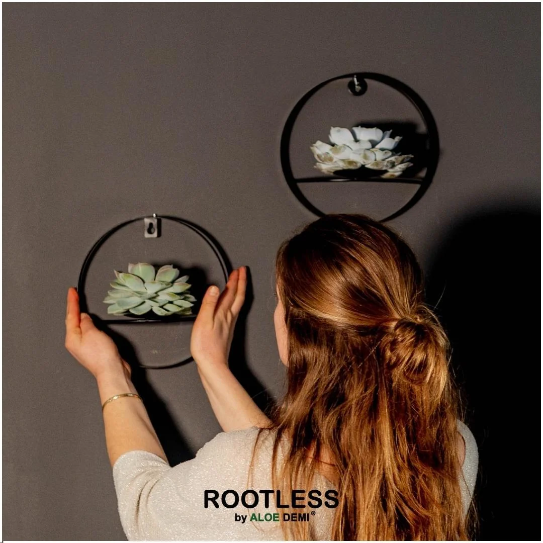 ROOTLESS Echeveria Pulidonis