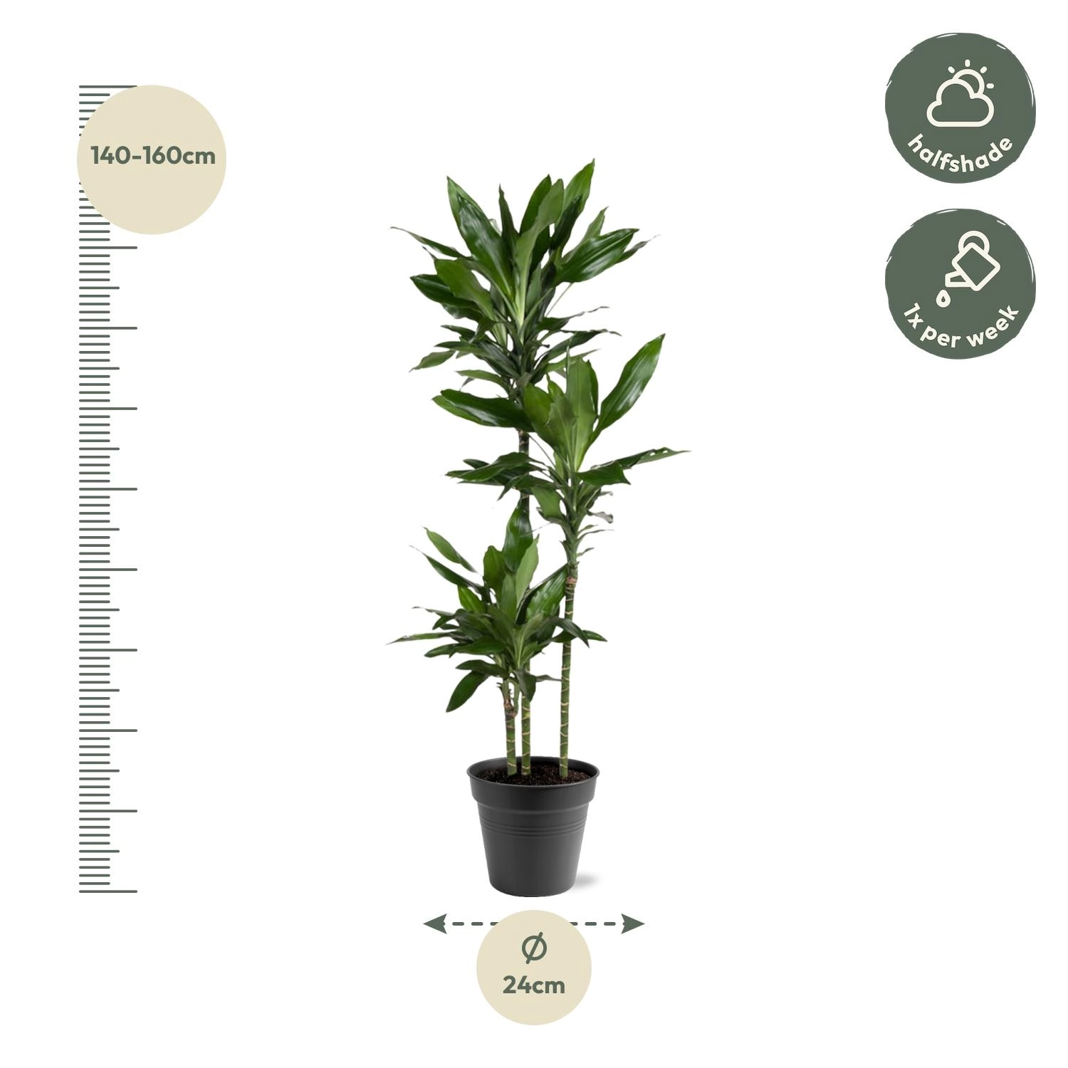 Dracaena Janet Lind - 150-160 cm - ø24 Bild 4