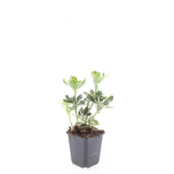 24x Pachysandra term. Variegata - ↕10-25cm - Ø9cm Bild 3