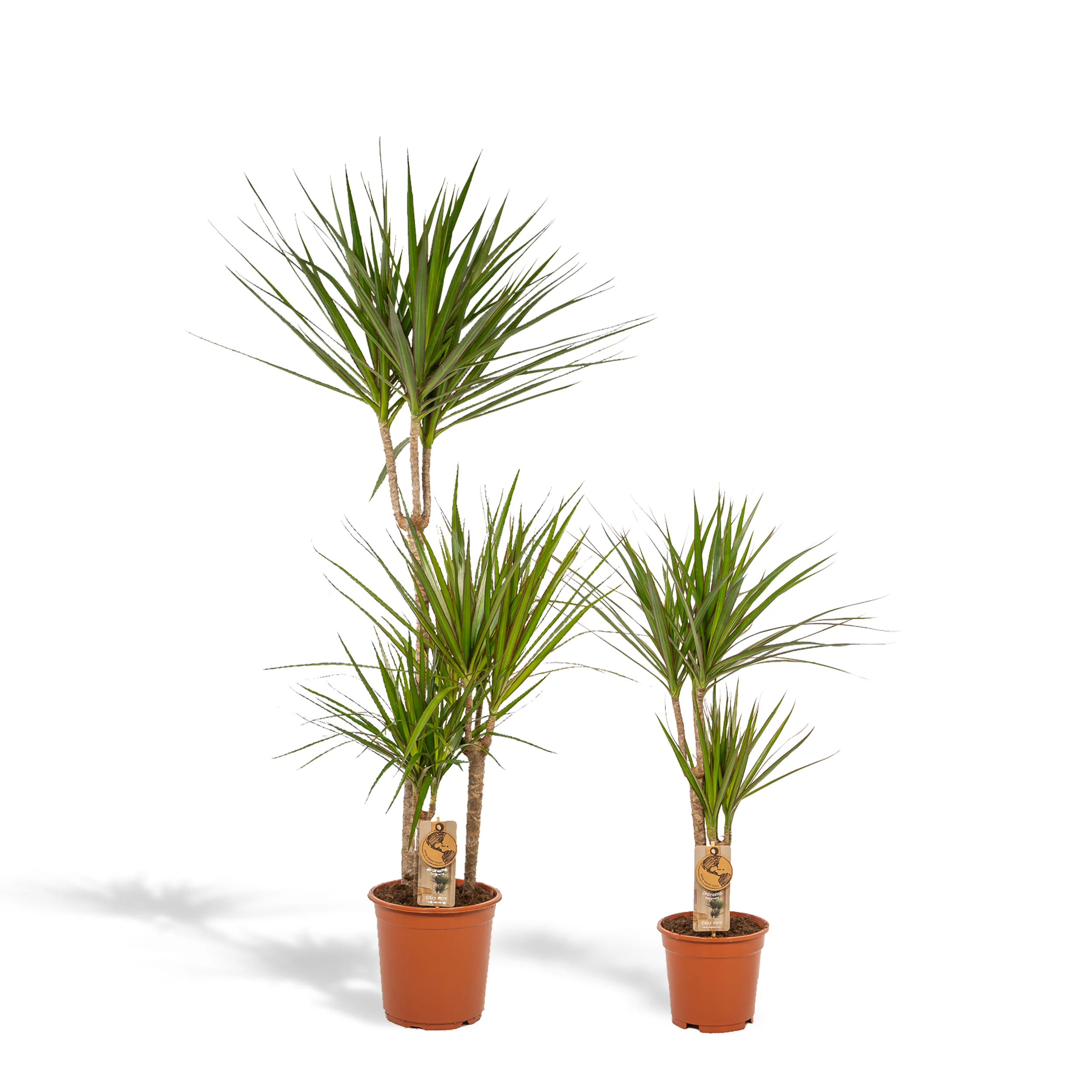 Dracaena – Pflegeleichter Drachenbaum für dein Zuhause