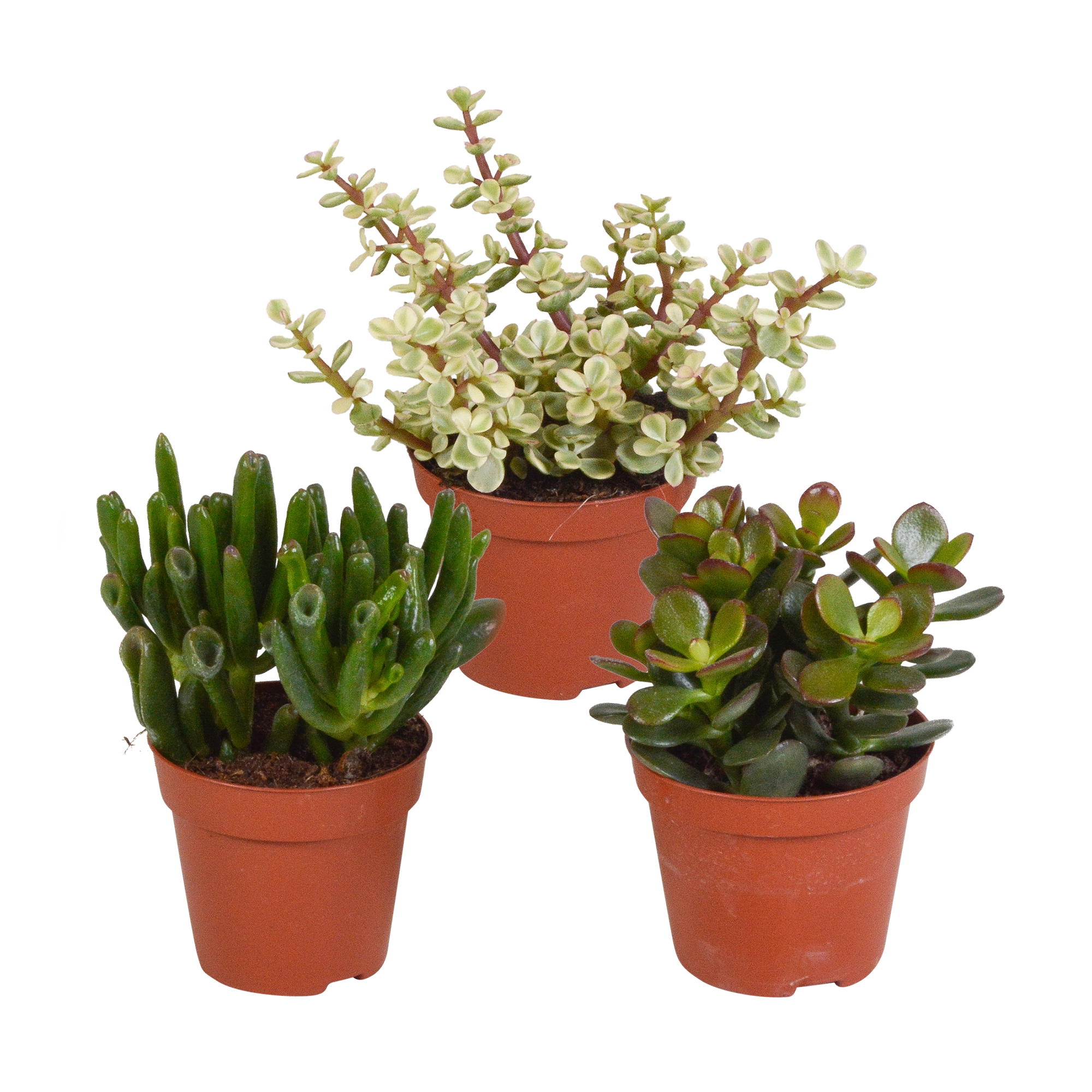 Crassula-Mischung – 3 verschiedene Crassulas