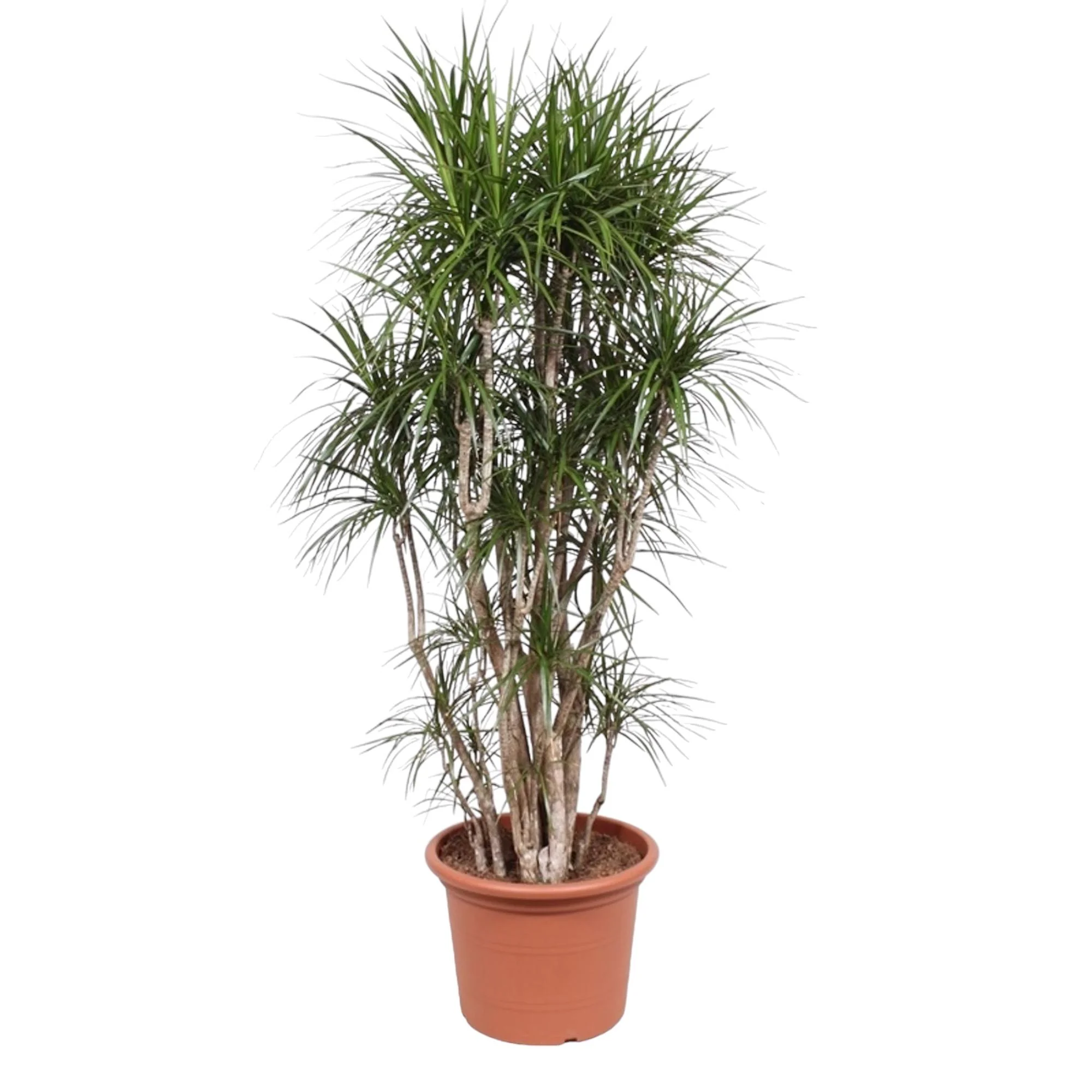 Dracaena Marginata – Moderne Zimmerpflanze