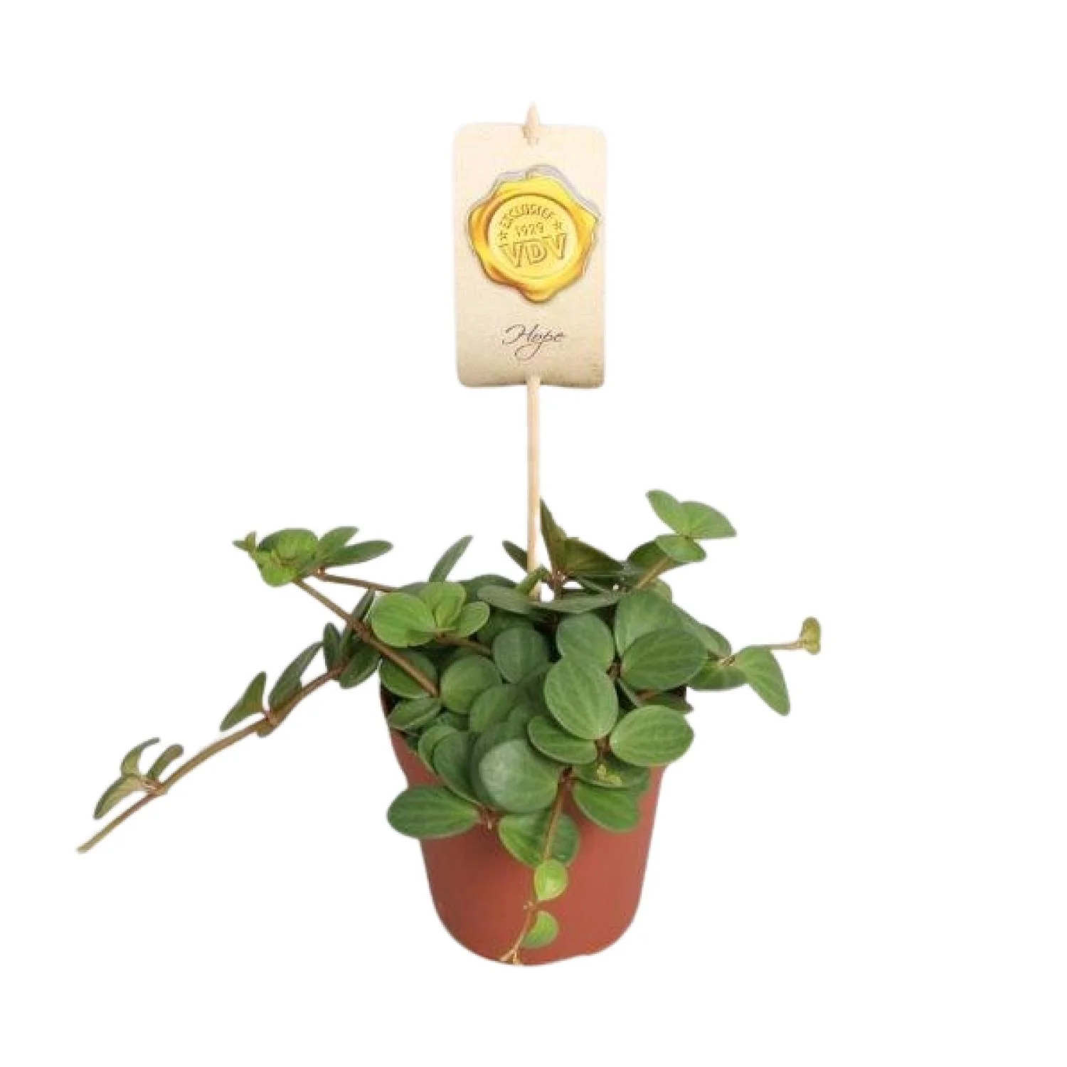 Peperomia Hope – pflegeleicht und elegant für dein Zuhause