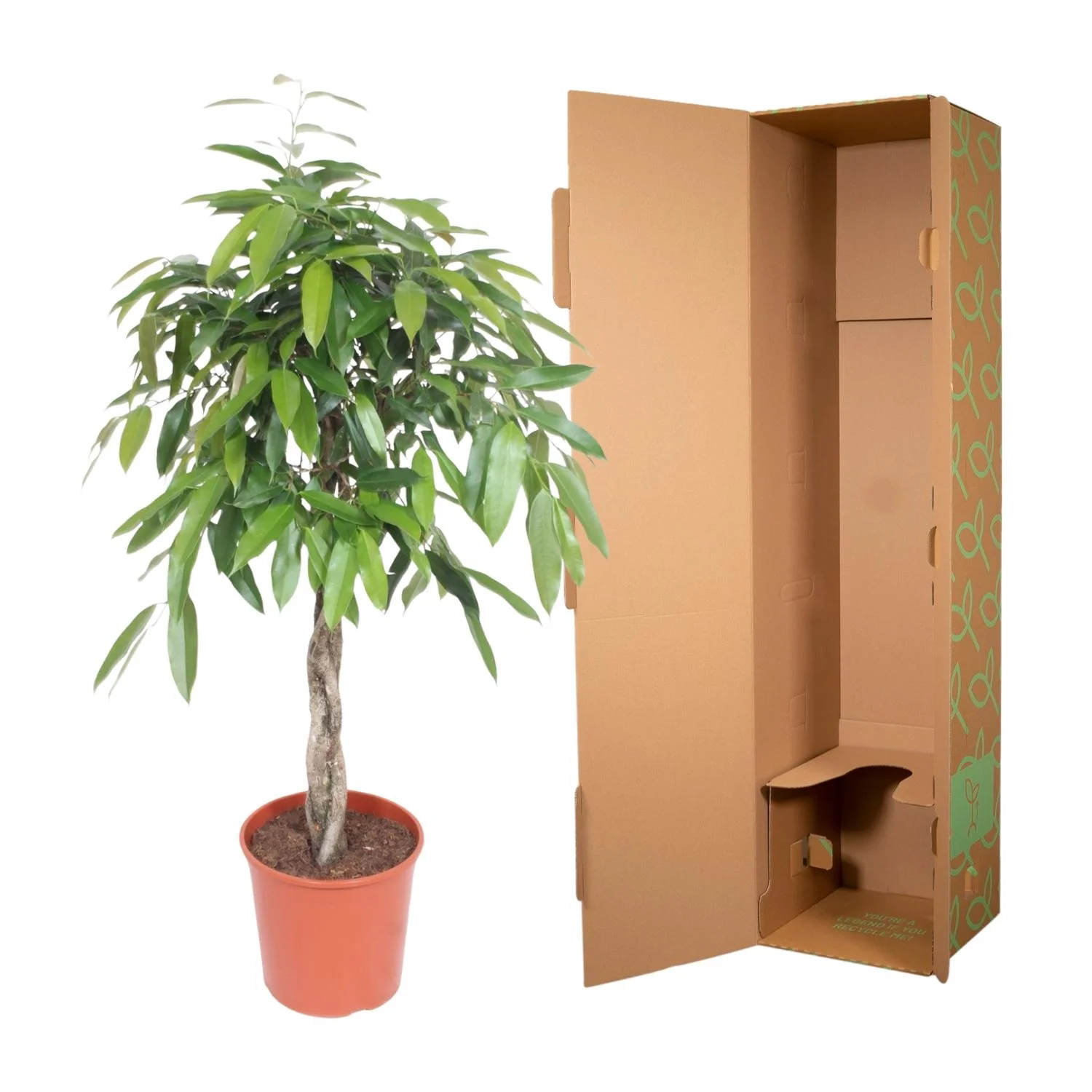 Ficus Amstel King – Elegante Zimmerpflanze