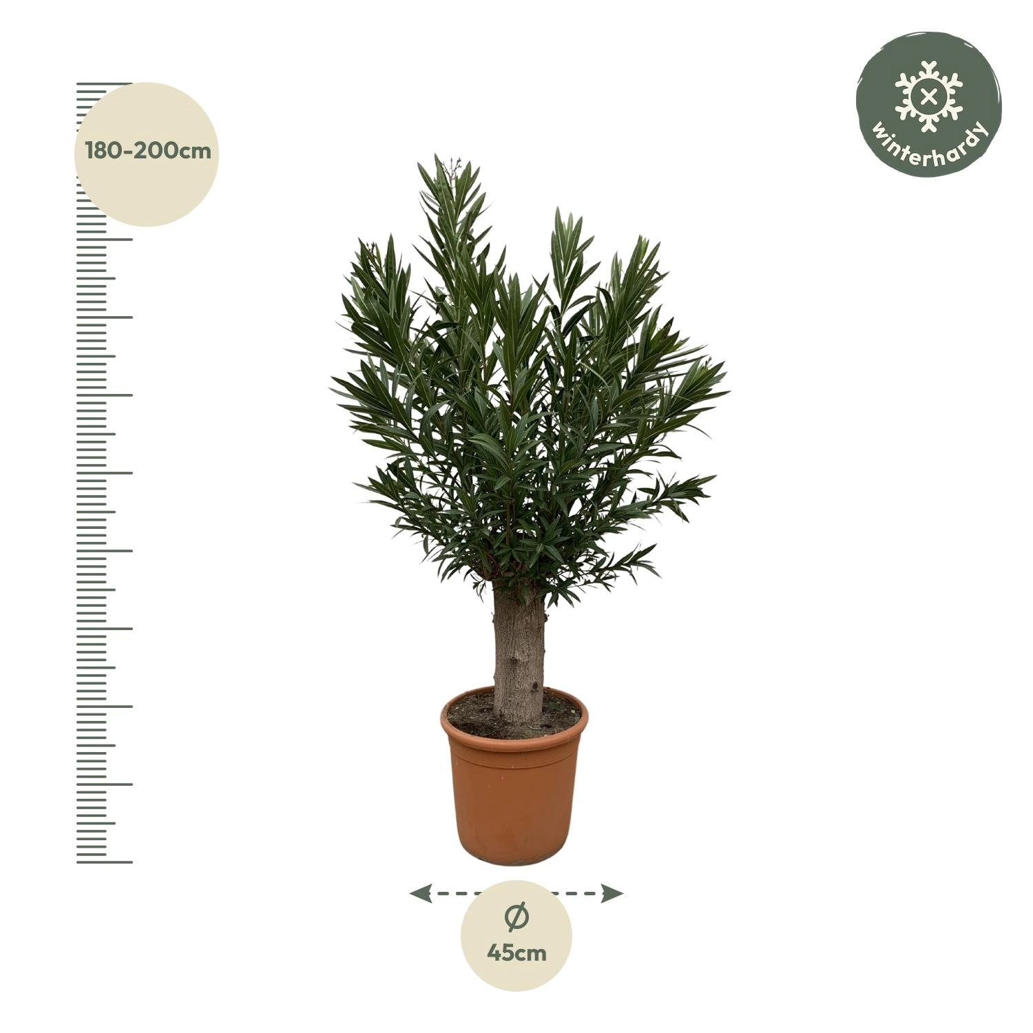 Nerium Oleander Bonsai - 190cm - ø45 Bild 2