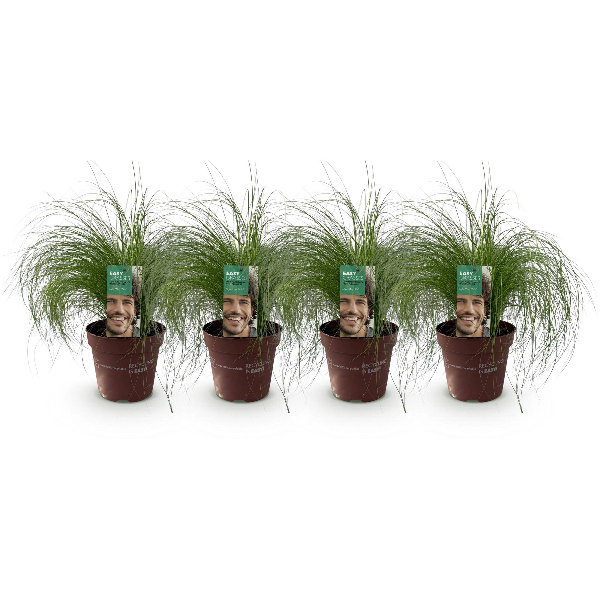 Ziergräser - Stipa tenuifolia Pony Tails - Grün - 4 Pflanzen - Immergrün - Wenig Pflege - Topf 17cm Höhe 50cm