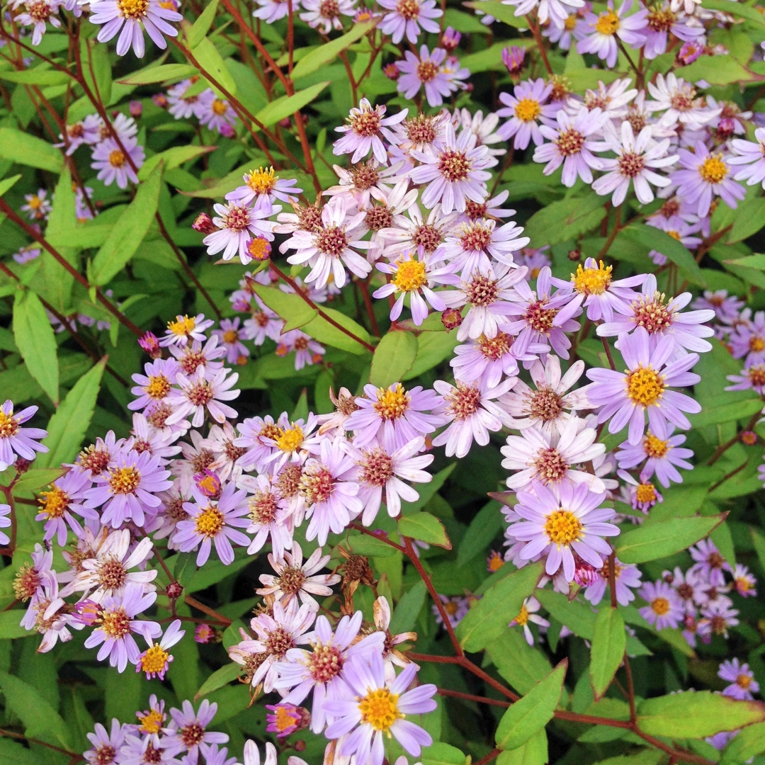 Kalimeris incisa ‘Blue Star’
