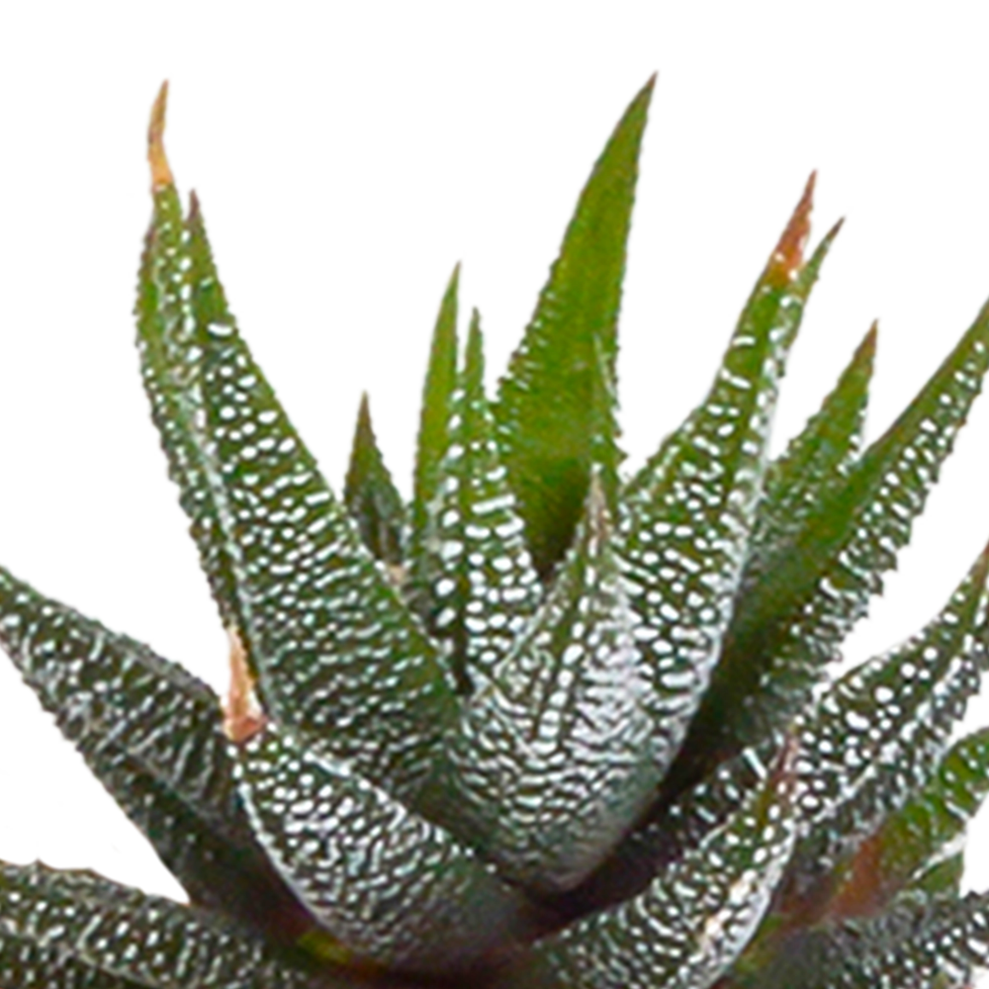 Kakteen & Sukkulenten Mischung 5,5 cm | 15 Stück - im weißen Topf