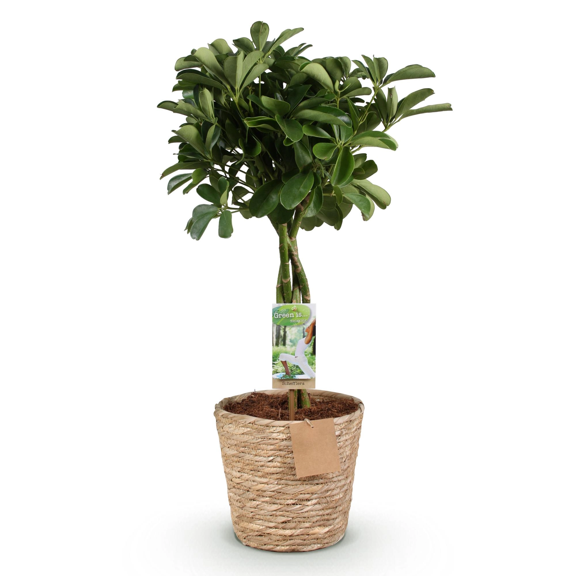 Schefflera Nora