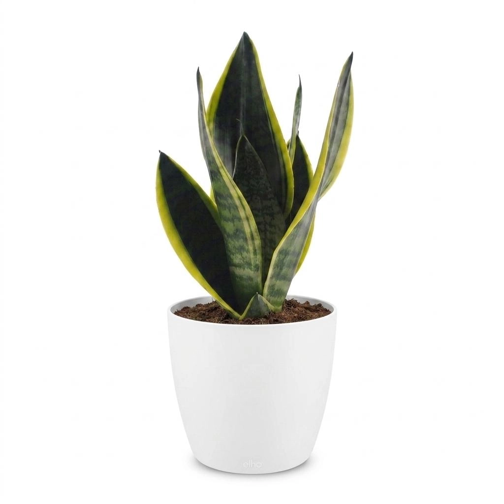 Green boutiQ - Sansevieria Future Superb - Bogenhanf - 1 Pflanze - mit Weißem Topf - Topf 12cm - Höhe - 35cm Bild 2