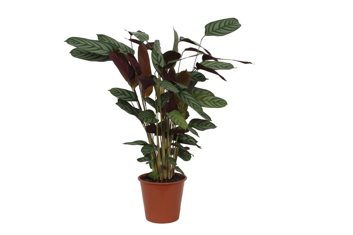Calathea Compactstar – Zimmerpflanze mit einzigartigem Muster