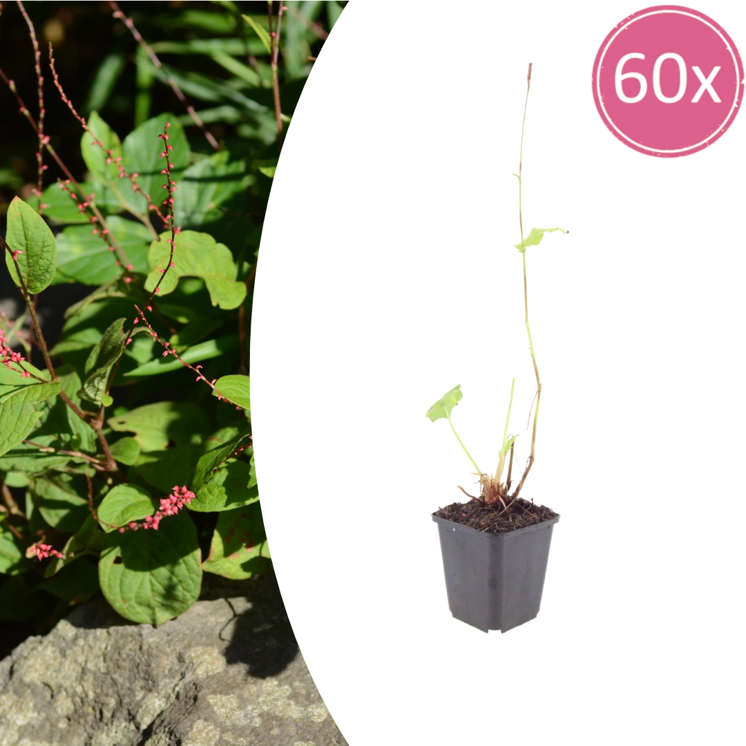 Persicaria amplexicaulis ‘Speciosa’