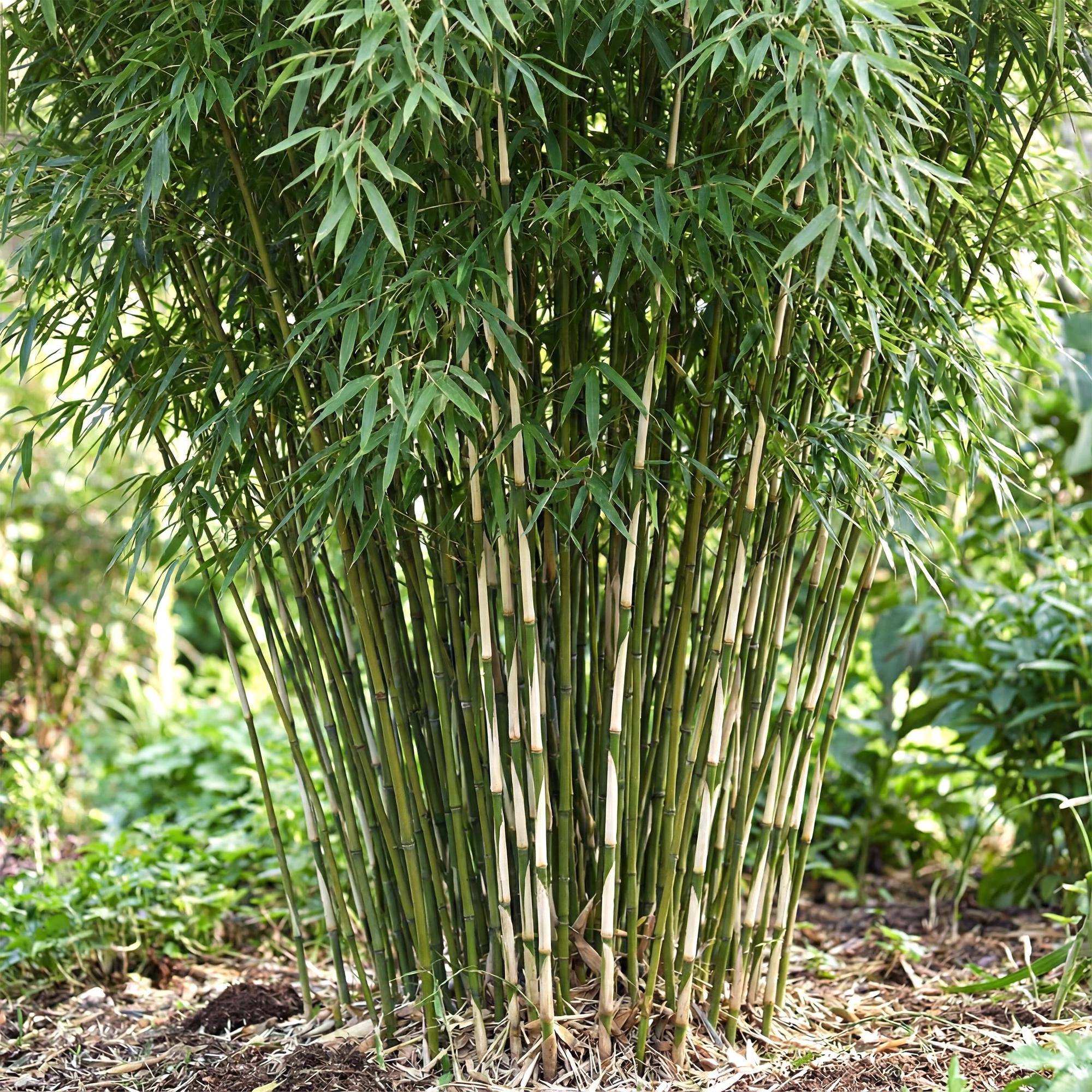 Fargesia Robust Pingwu
