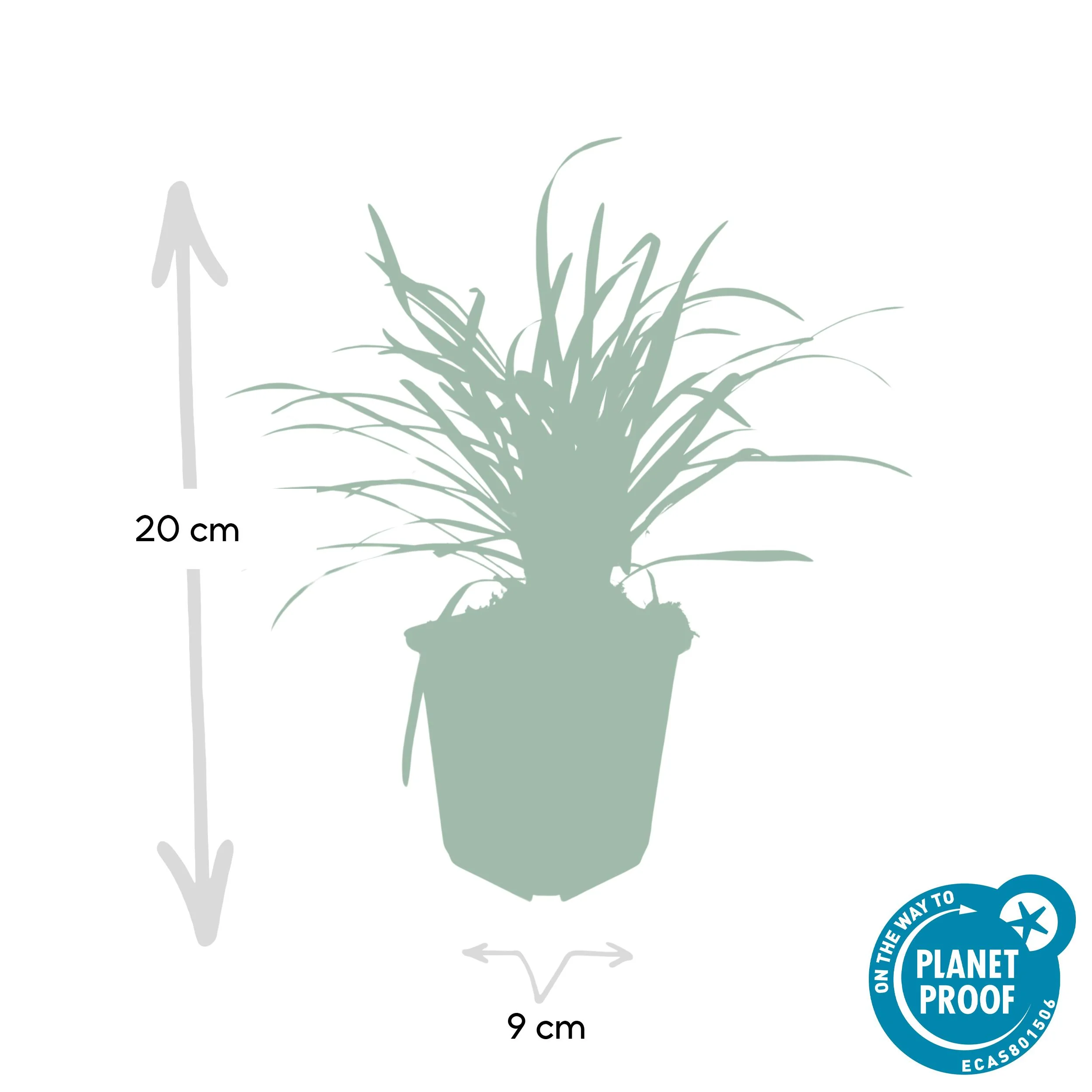 Liriope muscari ‘Big Blue’