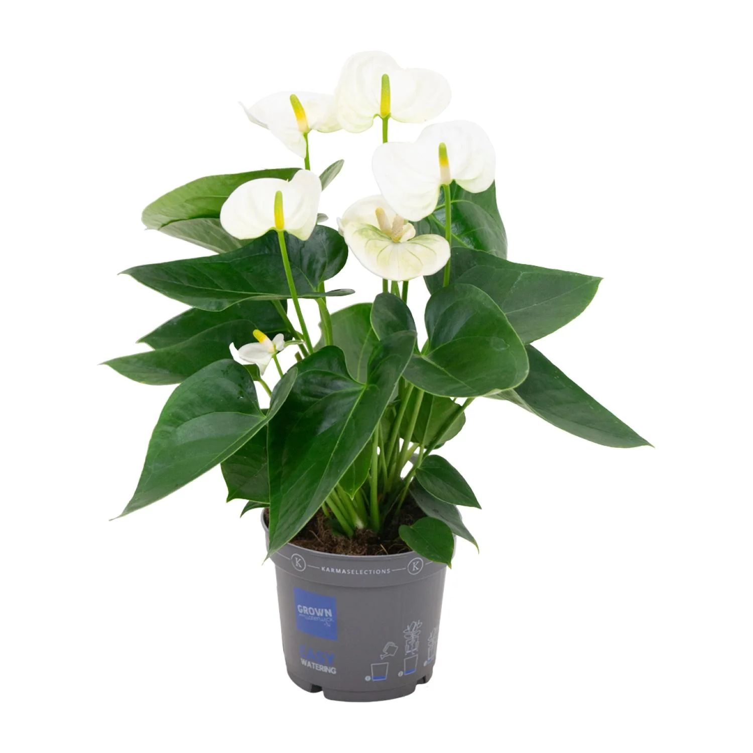 Anthurium Andreanum Grp Karma White – Tropische Schönheit
