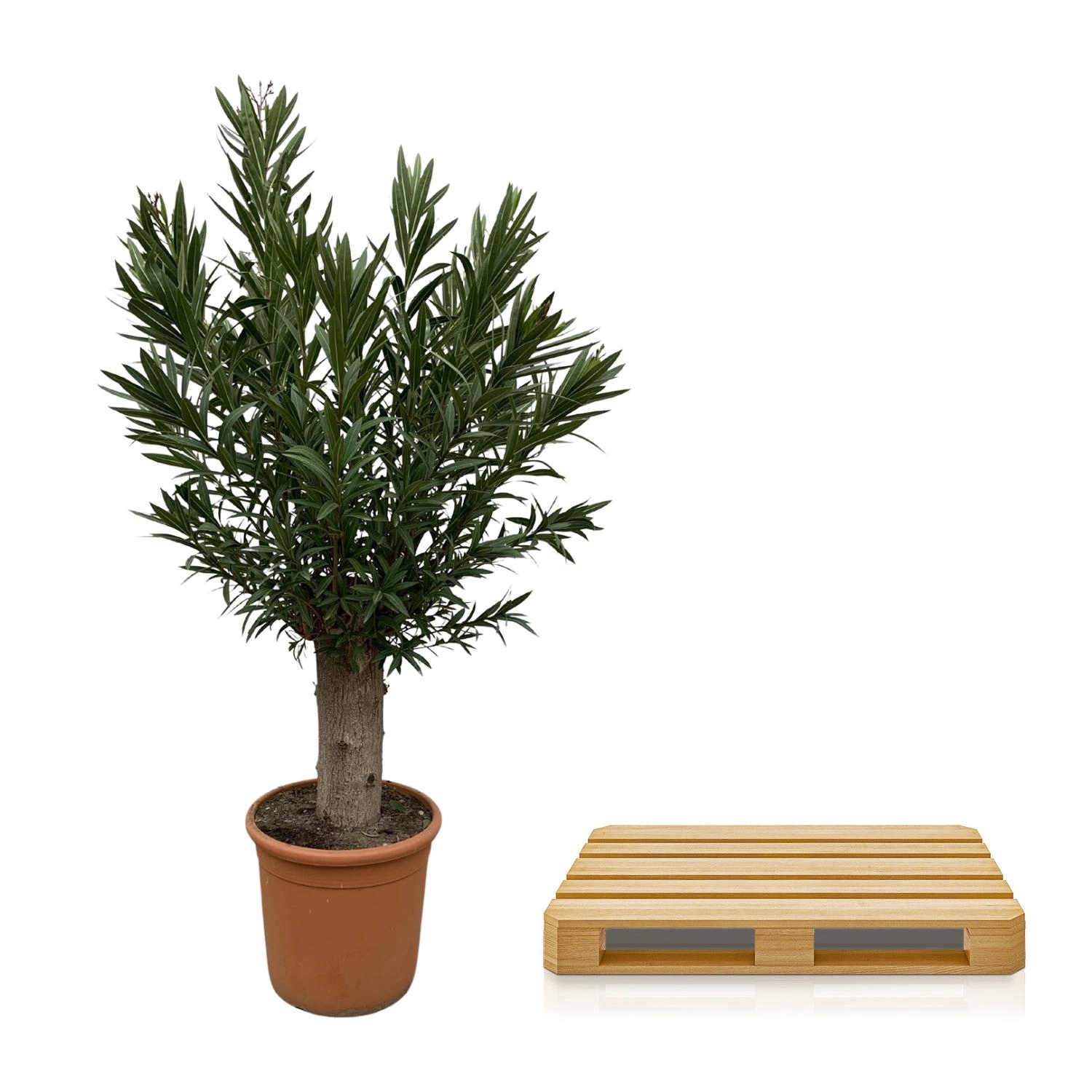 Nerium Oleander Bonsai - 190cm - ø45 Bild 3