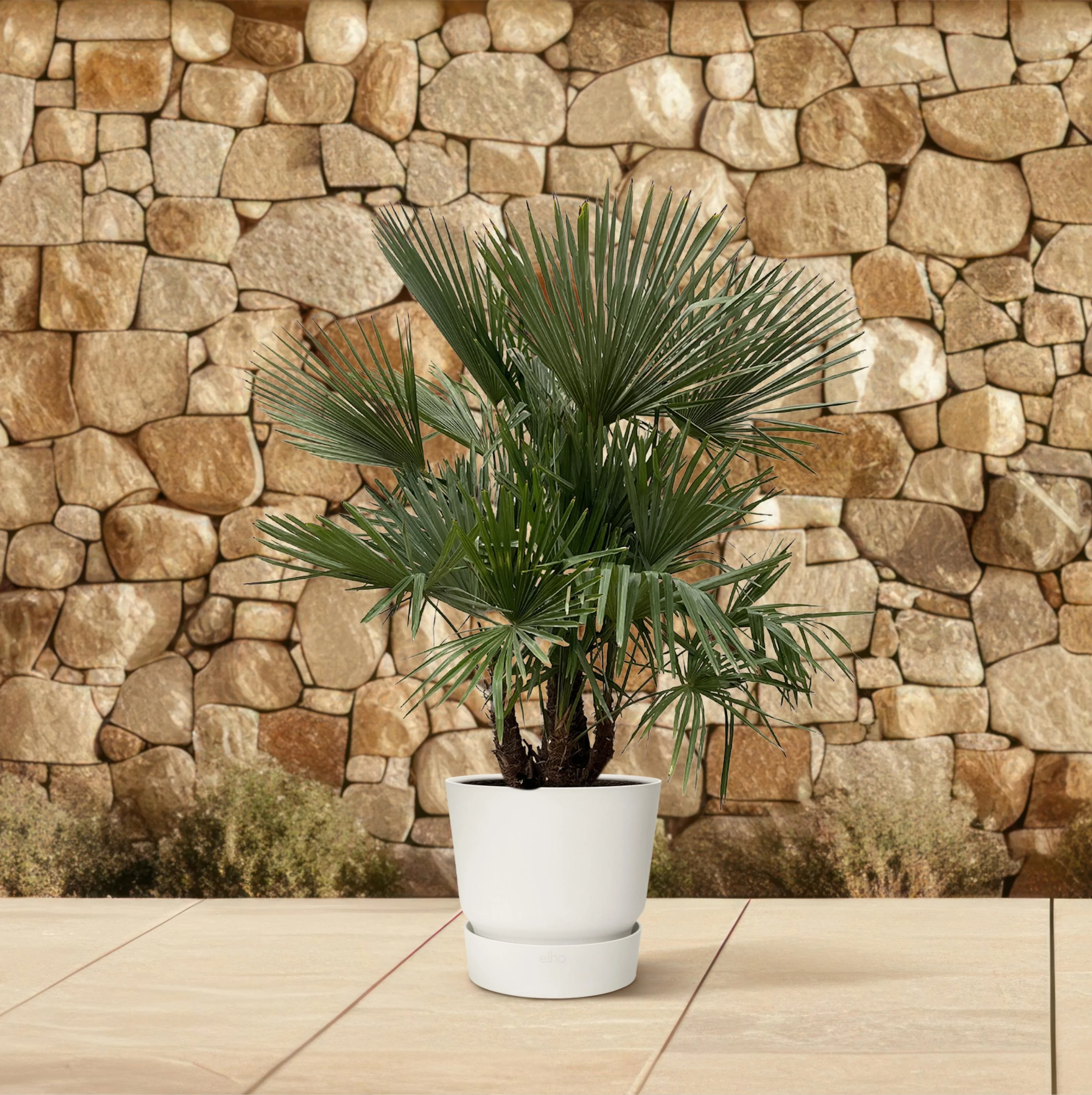 Trachycarpus multi stem - 230cm- Ø50 Bild 3